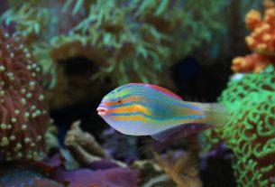 Les meilleurs aquariums