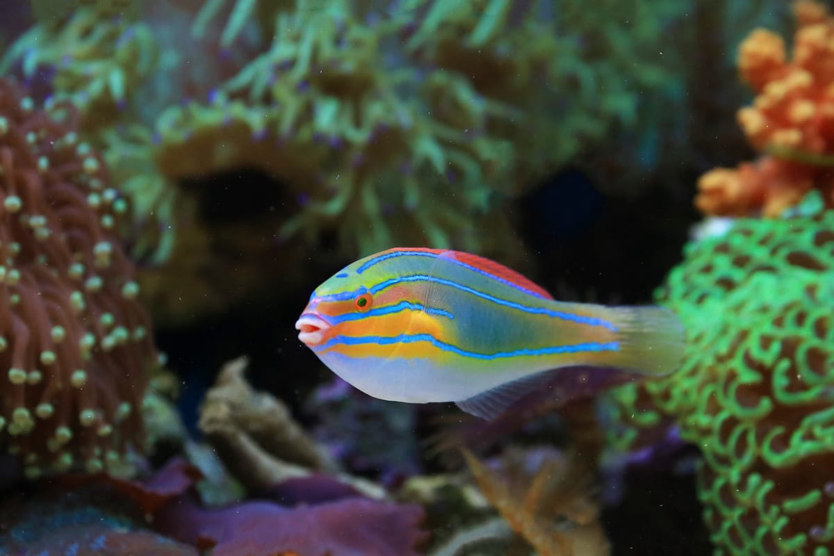 Les meilleurs aquariums