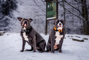 Les meilleurs colliers pour chiens