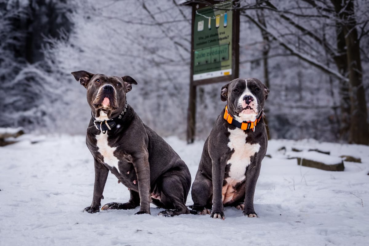 Les meilleurs colliers pour chiens