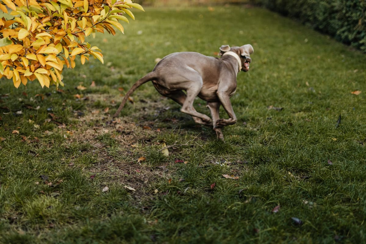 Comment courir avec son chien ?
